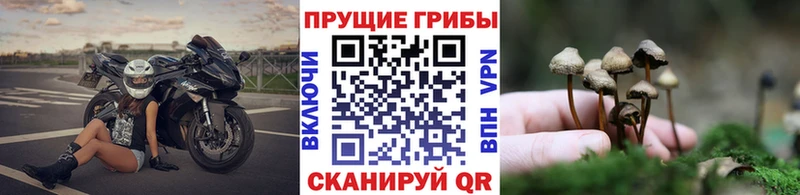 дарнет шоп  Красный Холм  Псилоцибиновые грибы MAGIC MUSHROOMS 